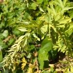 Corydalis nobilis Blatt
