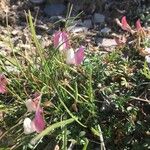 Ononis cristata Λουλούδι
