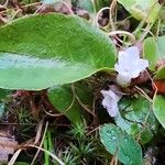 Epigaea repens Leaf