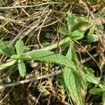 Stachys recta Feuille