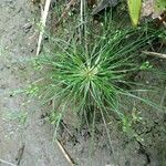 Fimbristylis aestivalis Habit