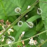 Circaea lutetiana Schors