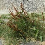 Rumex obtusifoliusPlod