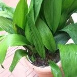 Aspidistra elatiorLiść