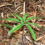 Helminthostachys zeylanica Habit