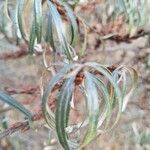 Elaeagnus rhamnoides Blad