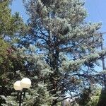 Abies concolor autre