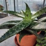 Aloe maculataLapas