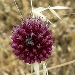 Allium sphaerocephalon Fleur