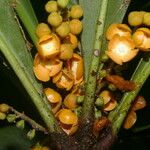 Clavija costaricana Fruit