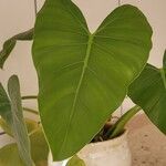 Philodendron burle-marxii Blad