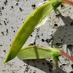 Lathyrus annuus Ffrwyth