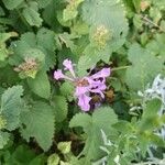 Betonica macrantha Flower