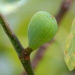 Ficus carica Прочее