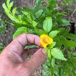 Tecoma stans Flower