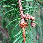 Picea abies Egyéb