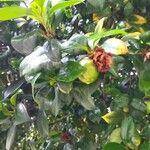 Camellia oleifera অভ্যাস