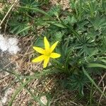 Gagea fragifera Květ