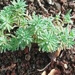 Sedum rubens Hoja