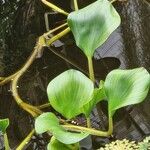 Pontederia crassipes Leaf