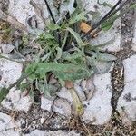 Reichardia picroides Hostoa