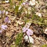 Astragalus austriacus Fruit