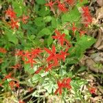 Silene virginica Flor