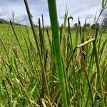 Eleocharis elegans Leaf