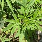 Cannabis sativa Лист