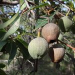 Corymbia calophylla