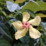 Mandevilla subsagittata Flower