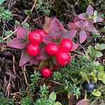 Cornus suecica Fruit