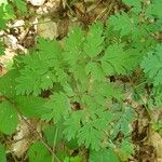 Dicentra formosa Hoja