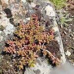 Sedum albumBlad