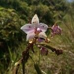 Spathoglottis plicata Flower
