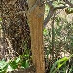 Palicourea rigida Bark