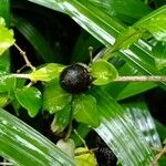 Silene baccifera Fruto