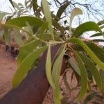 Acacia melanoxylon ᱥᱟᱠᱟᱢ
