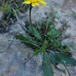 Leontodon saxatilis Hábitos