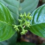 Palicourea racemosa 花