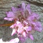 Armeria alpina Other