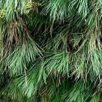 Pinus wallichiana Foglia