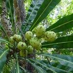 Meryta denhamii Fruto