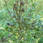 Scrophularia nodosa Fruit