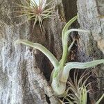 Tillandsia paucifolia 形態