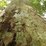 Irvingia excelsa چھال