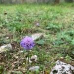 Scabiosa lucidaFlower