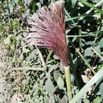 Cortaderia selloanaFlower