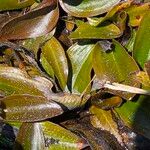 Potamogeton polygonifolius Likasa