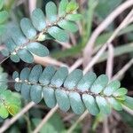 Phyllanthus niruri 葉